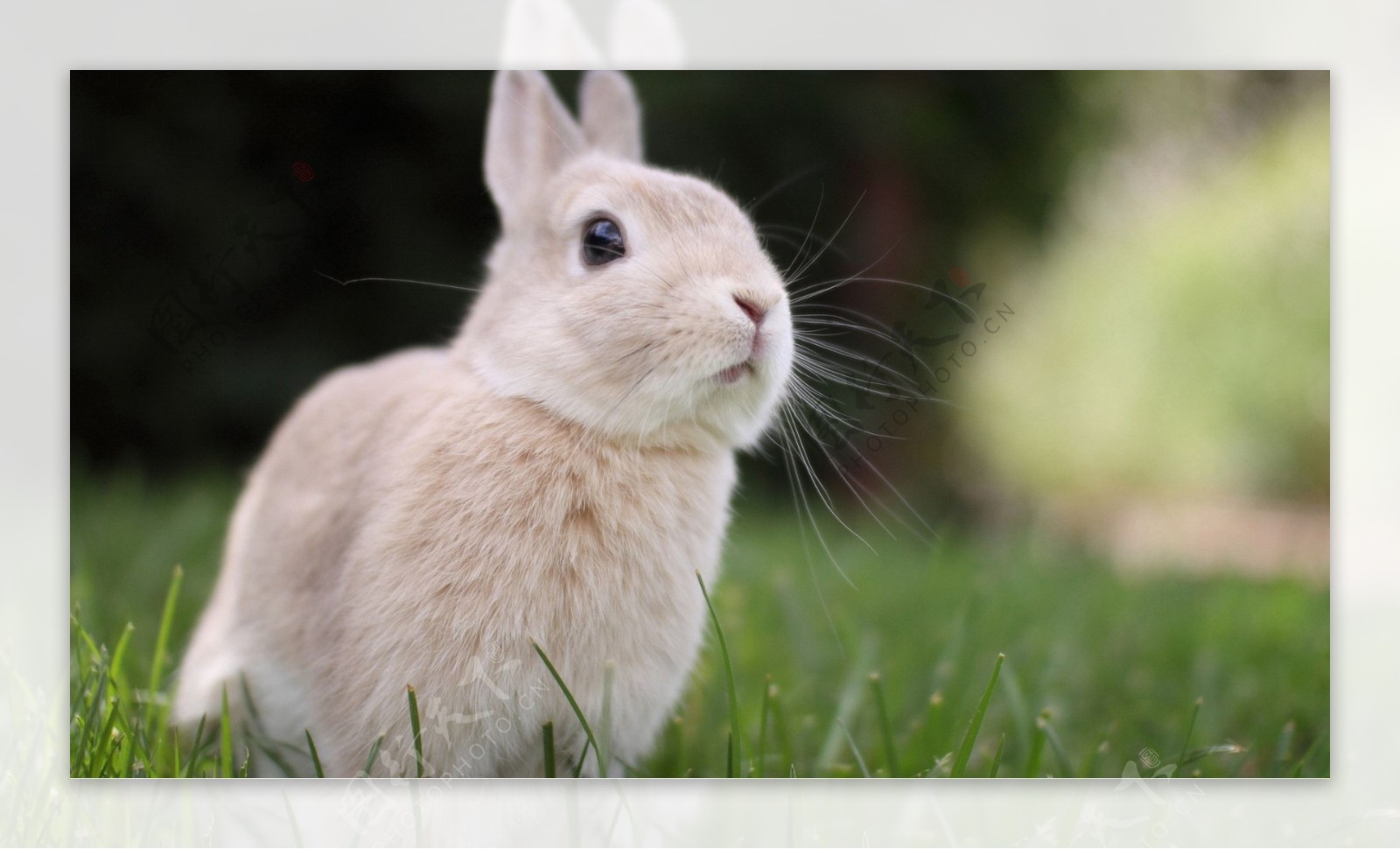 宠物动物合集兔子照片