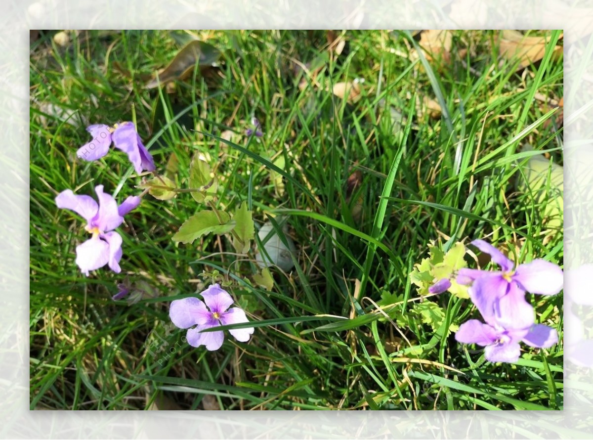 春天花园草地紫色花草诸葛菜花朵