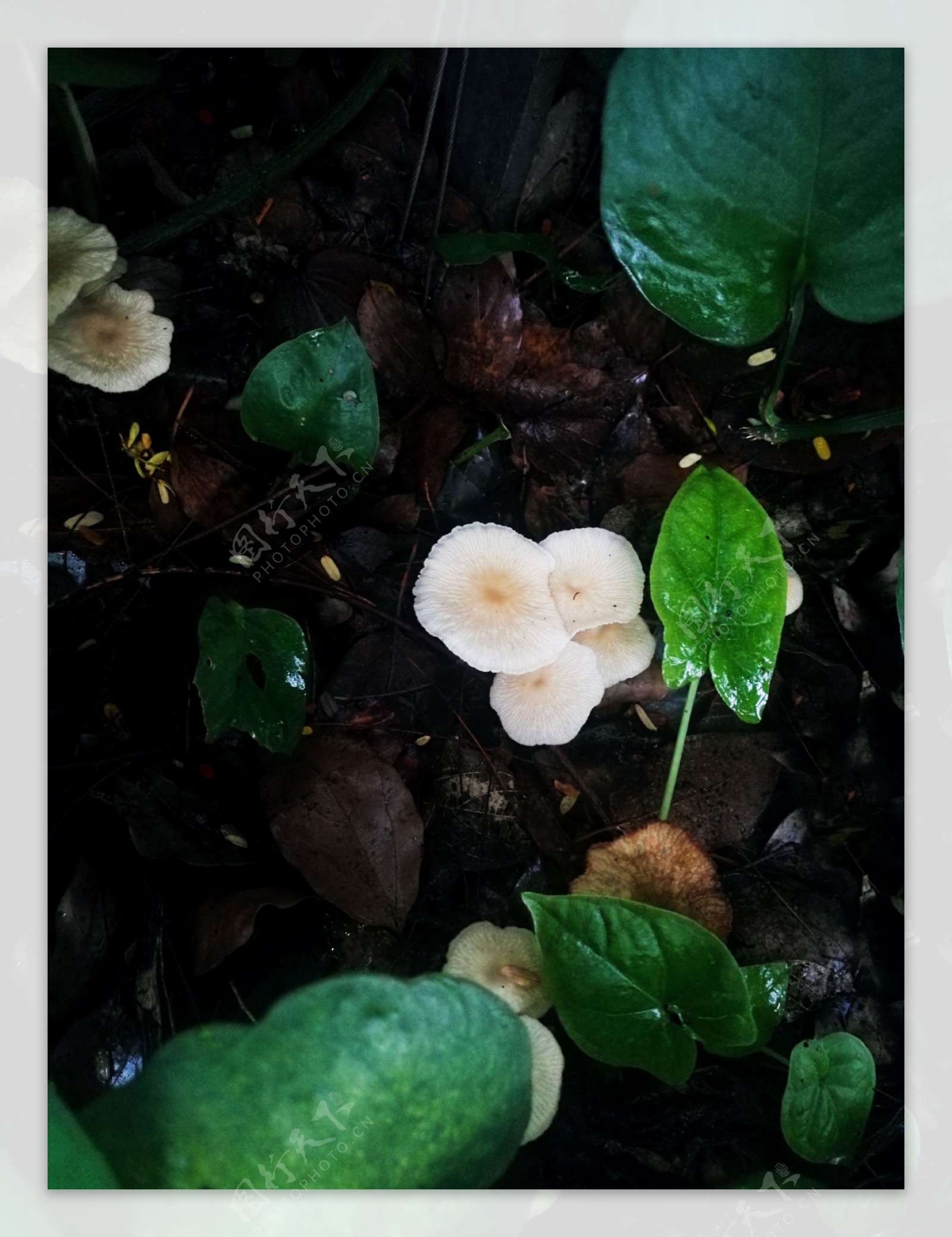 雨后蘑菇菌类植物自然景观摄影