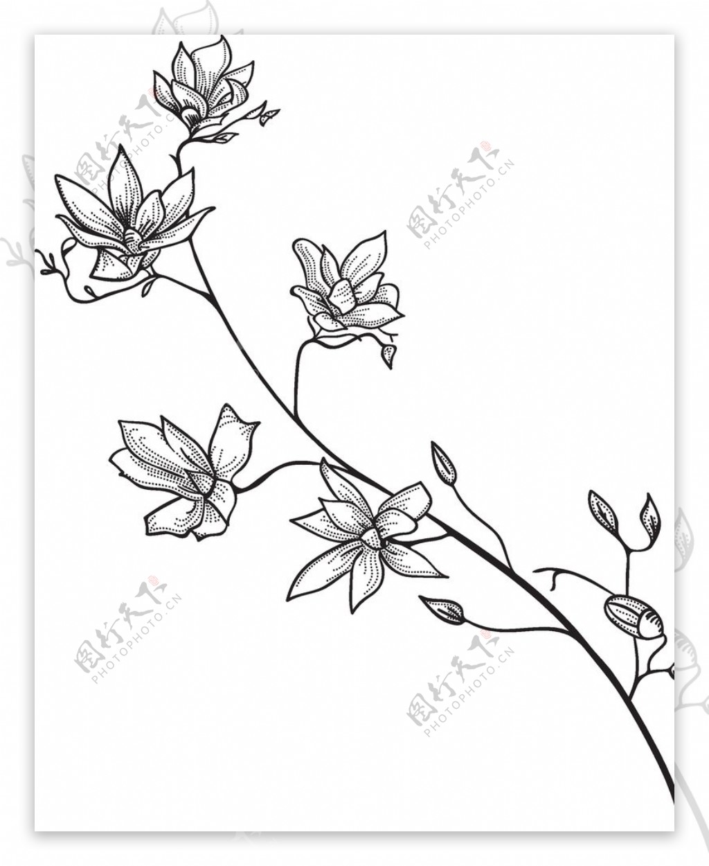 黑白素描花卉植物设计图__花草_生物世界_设计图库_昵图网nipic.com
