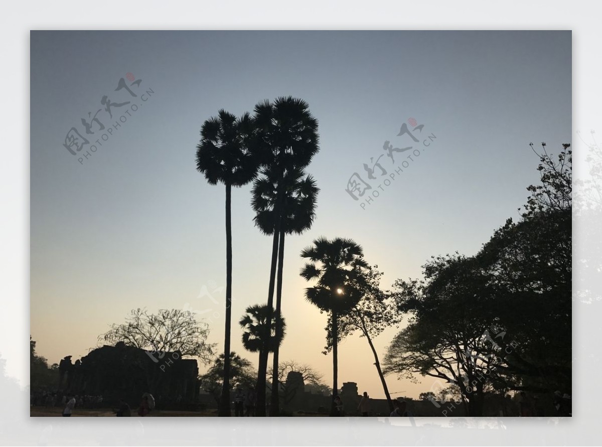 柬埔寨椰树黄昏