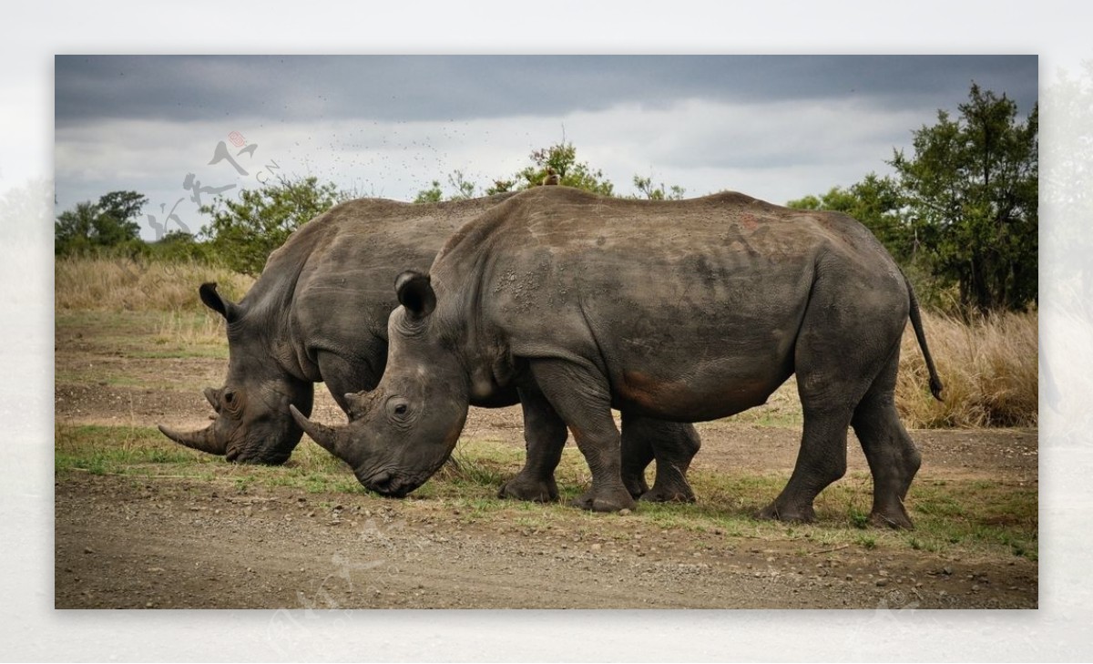 犀牛非洲草原动物自然背景素材