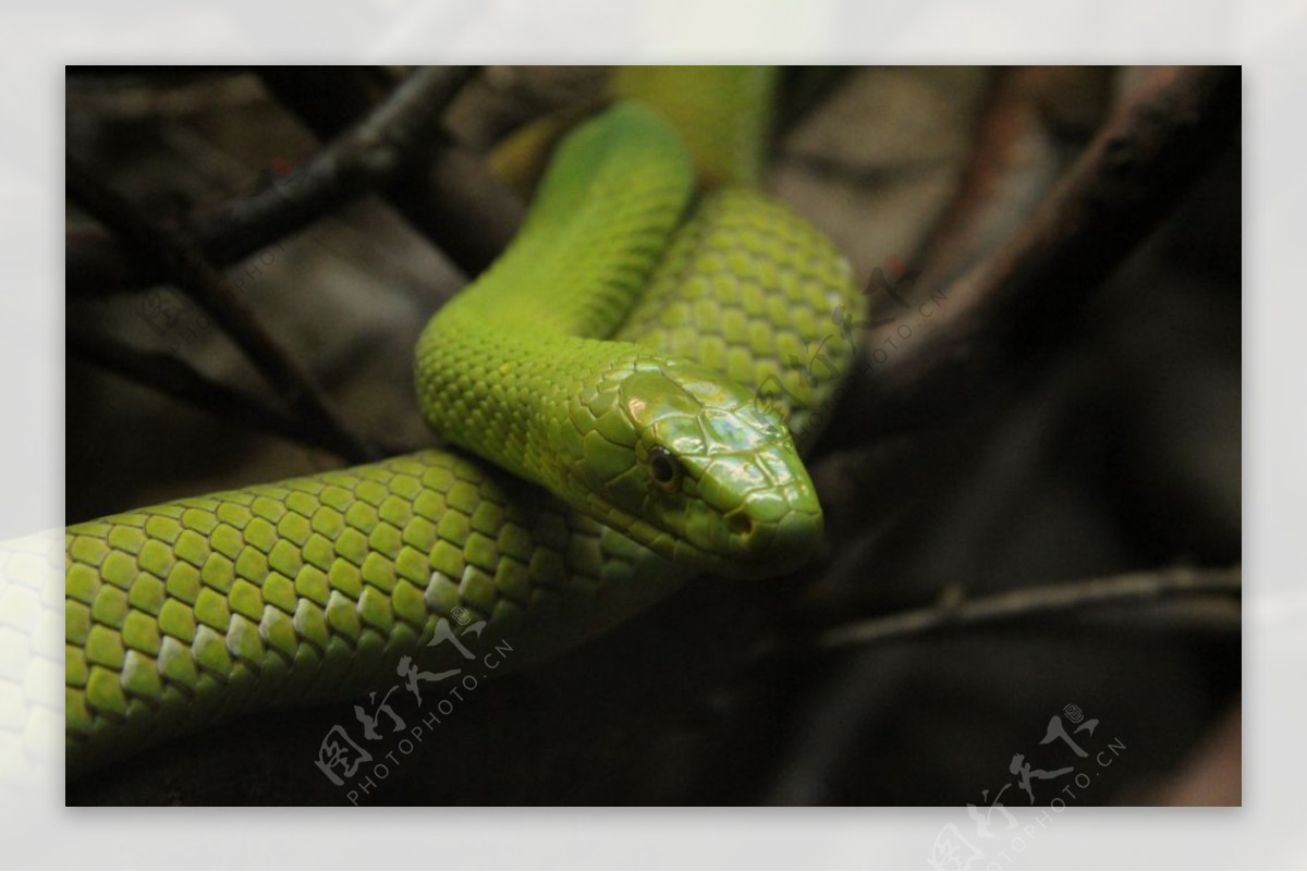 毒蛇绿色毒蛇