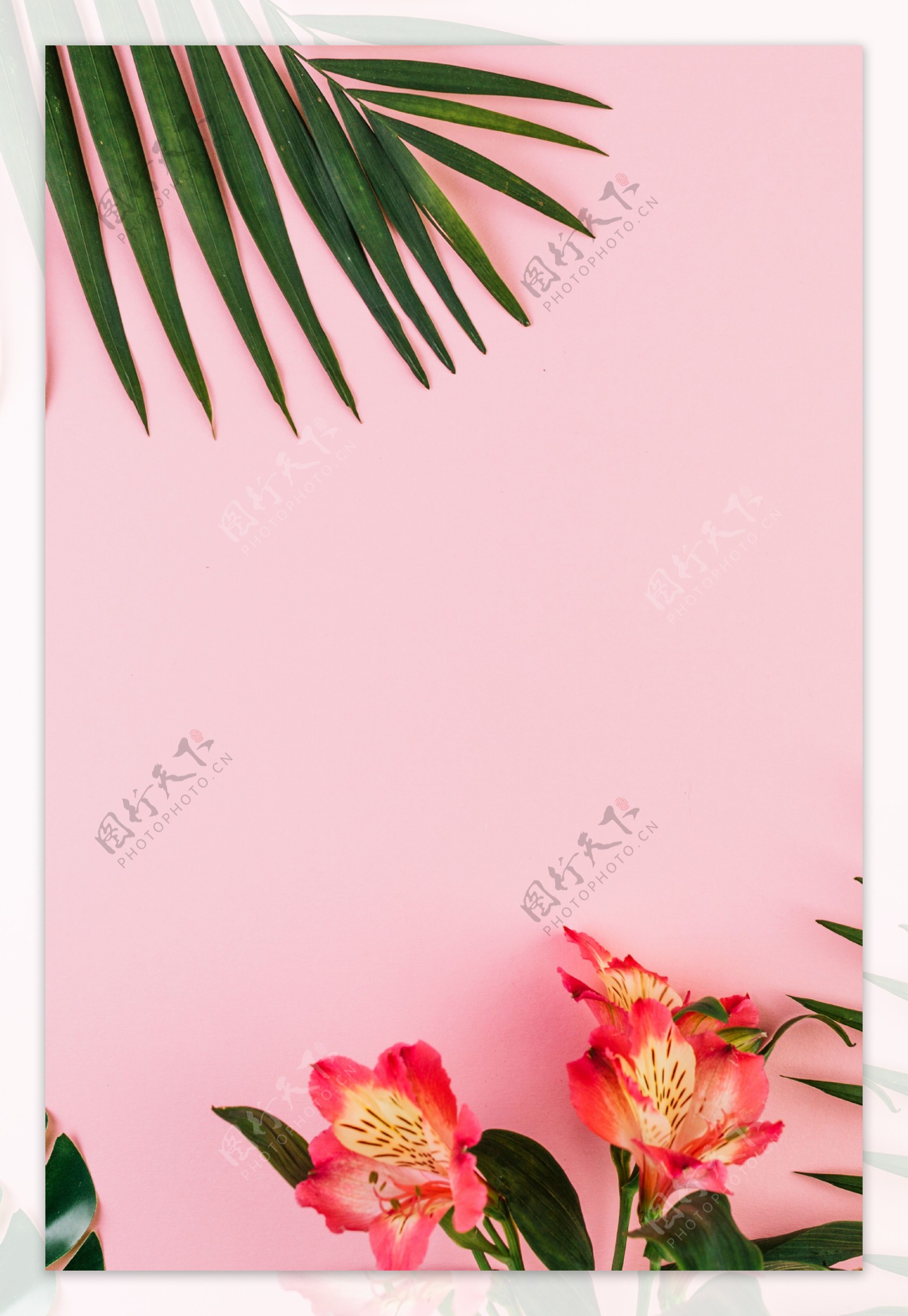 芭蕉叶夏季粉色花朵简约背景素材