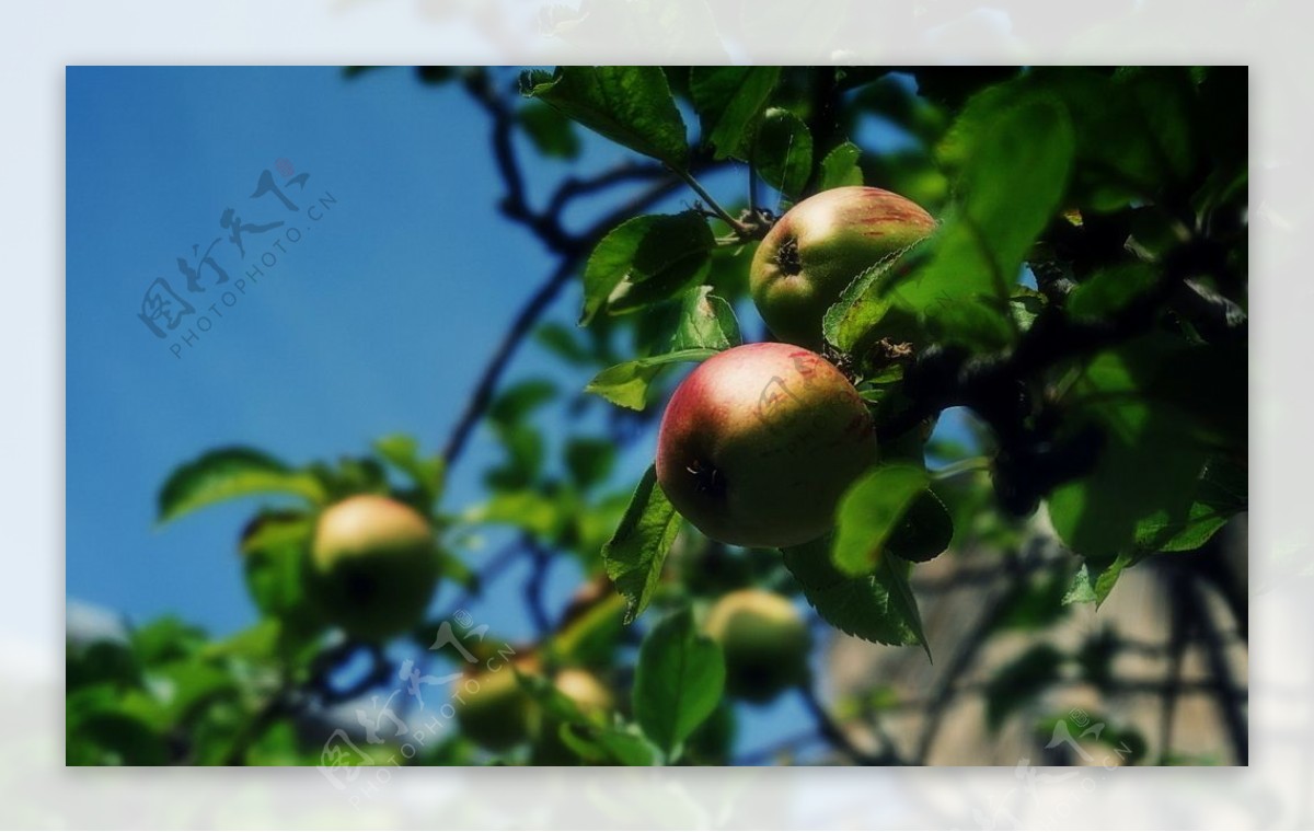 苹果枝头苹果树上苹果