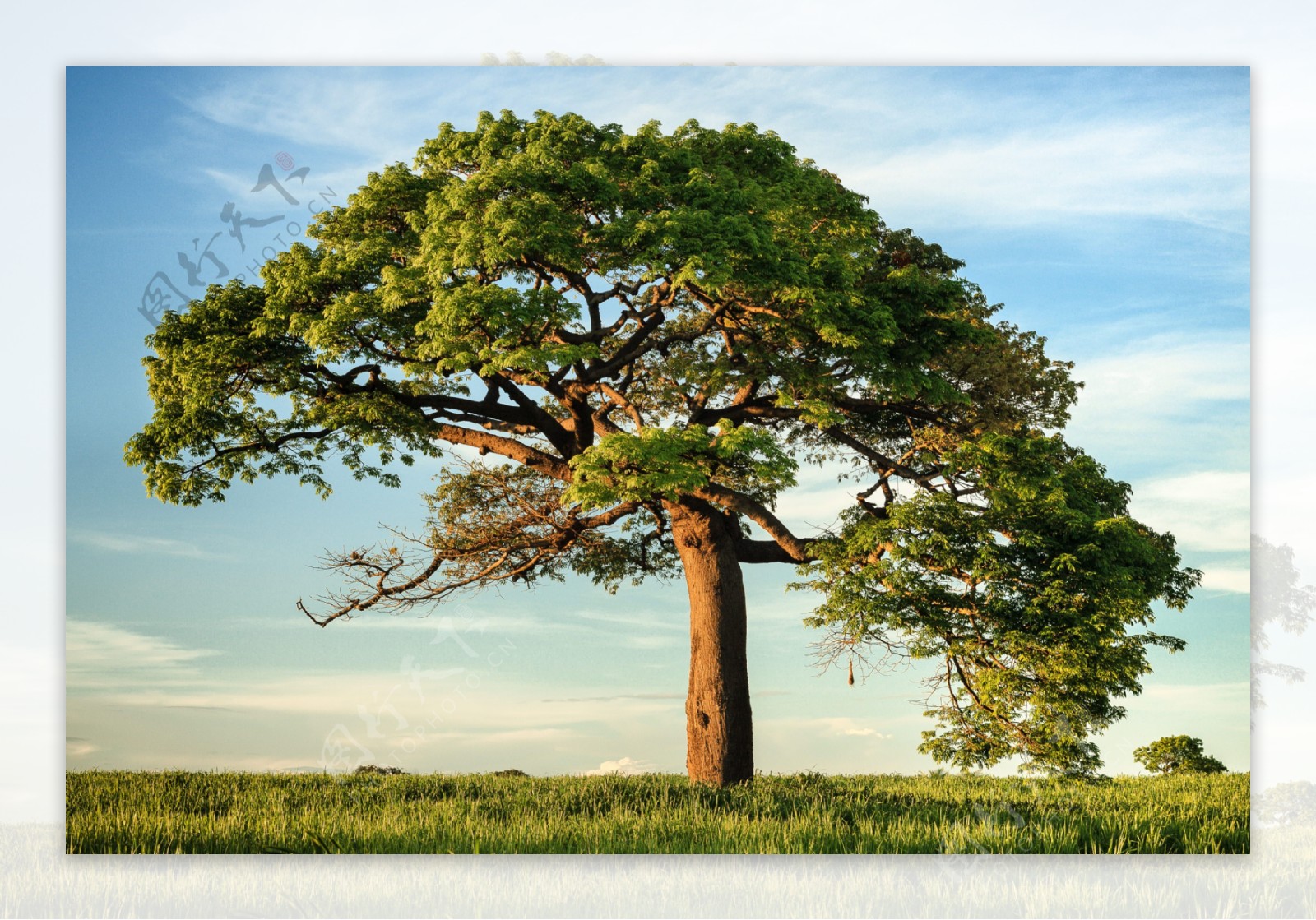树木植物绿色天空结构图片素材_免费下载_jpg图片格式_VRF高清图片500119089_摄图网