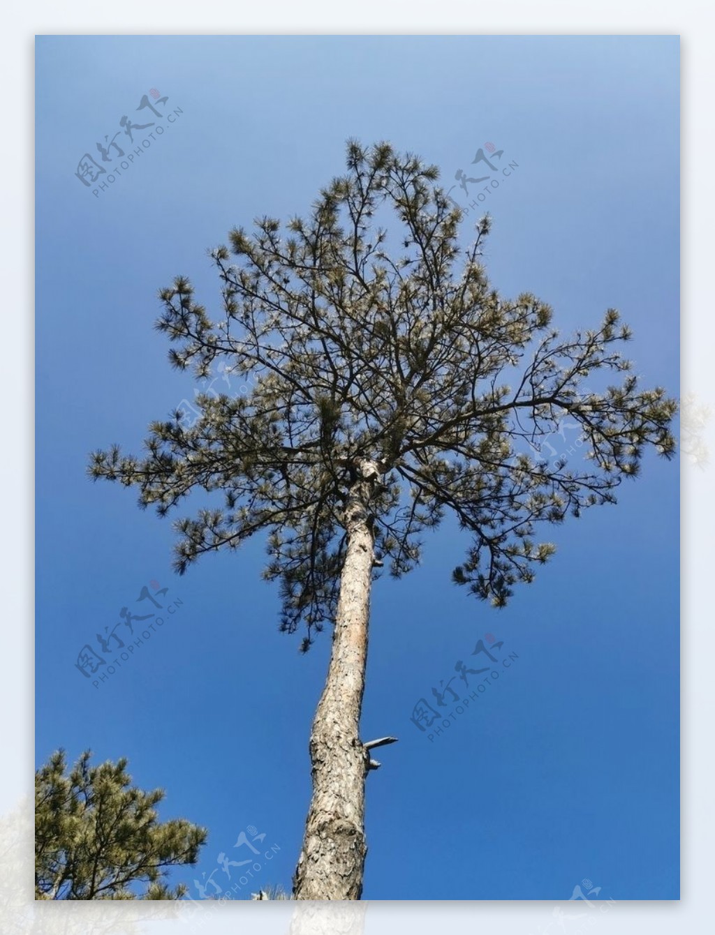 EX1-『蓝天白云映衬下的松树』123...12p-中关村在线摄影论坛