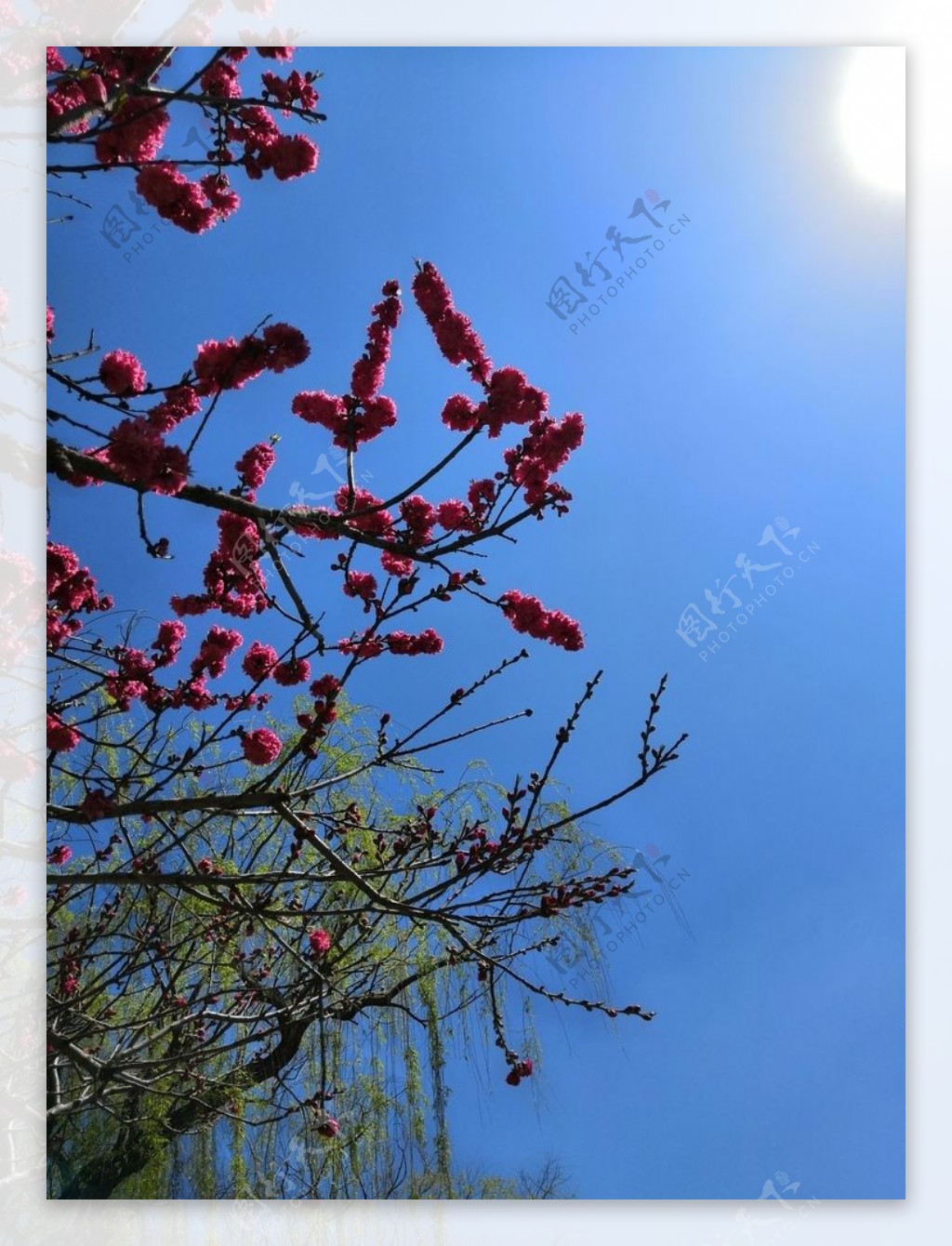 红花绿树唯美天空