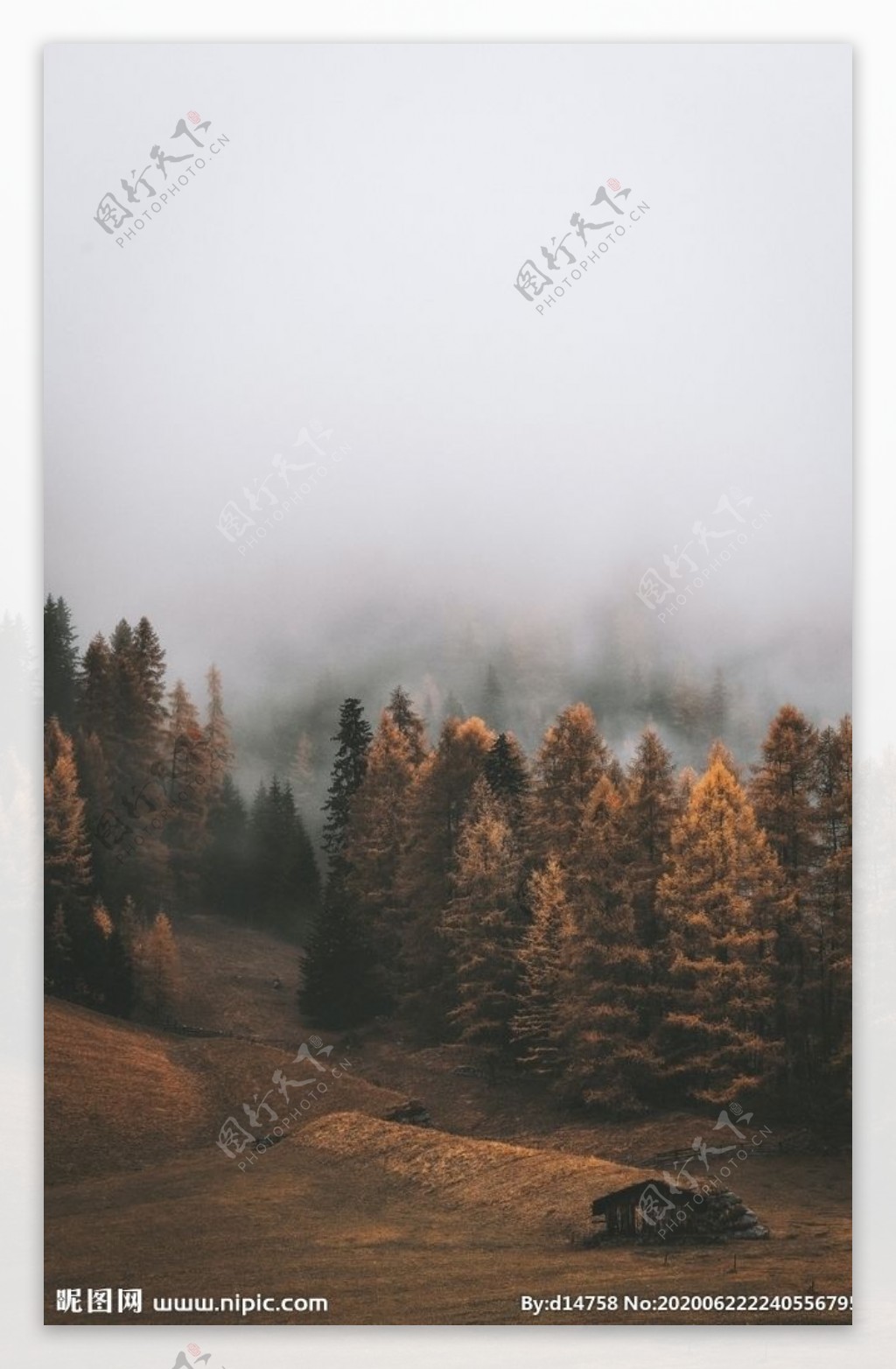 雾里树