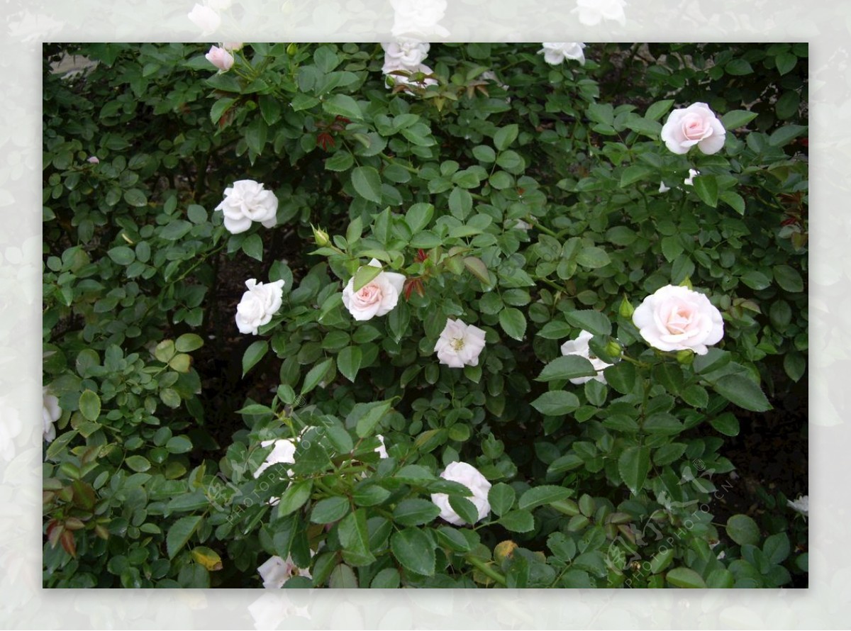 白玫瑰白月季