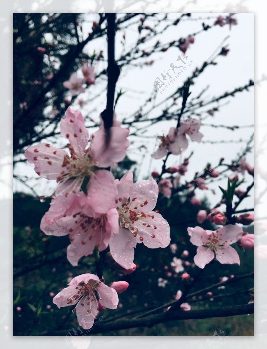 粉色桃花实拍