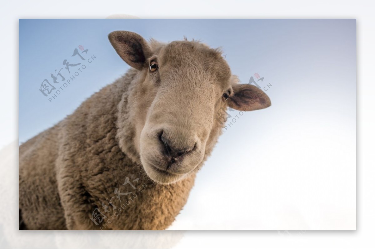 羊群绵羊养殖散养