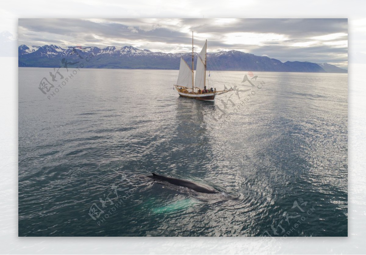 帆船在海上漂浮近座头鲸