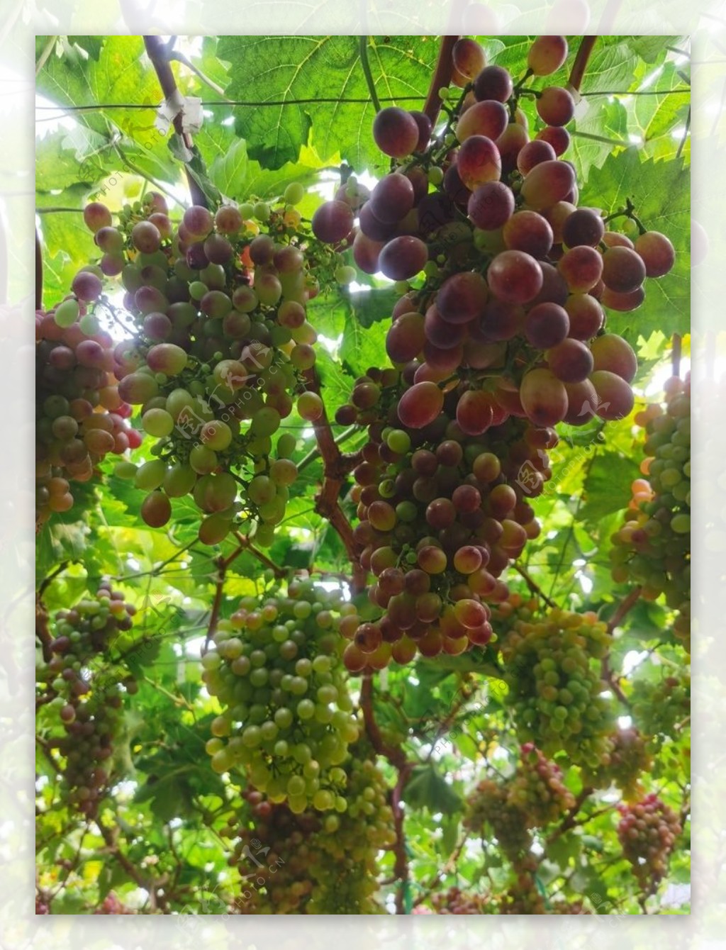 葡萄水果鲜果采摘果树