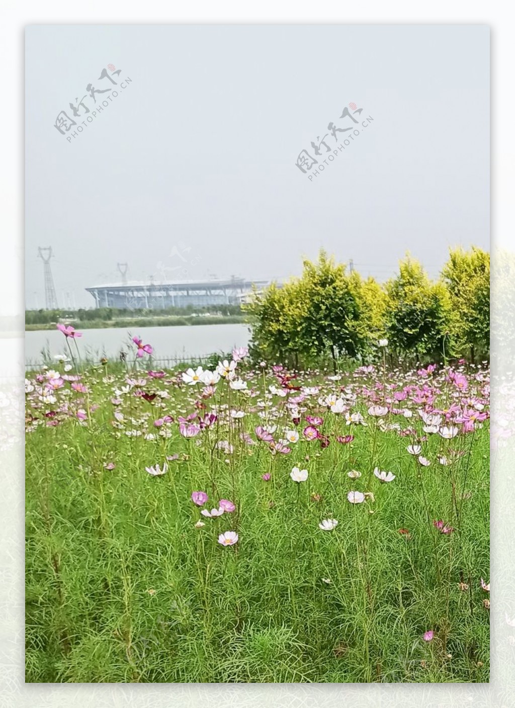 风景花朵野花田园风光