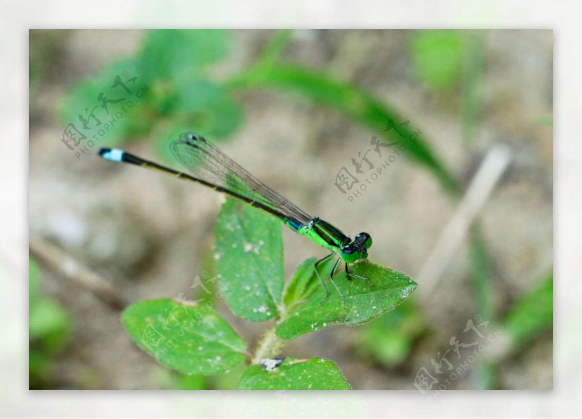 绿色小蜻蜓