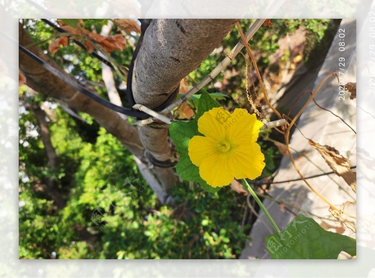 丝瓜花黄色花植物绿色