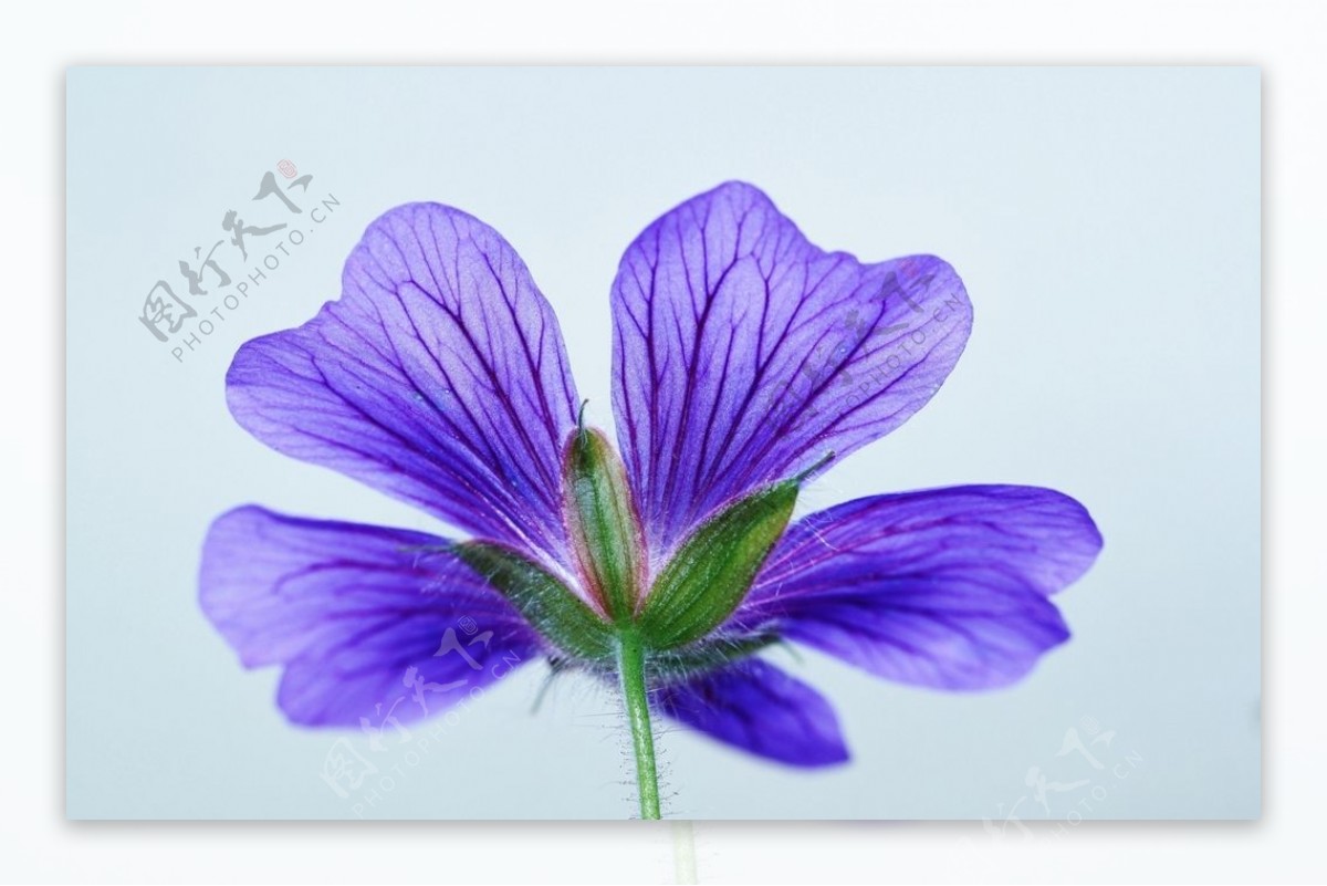 兰紫色小花