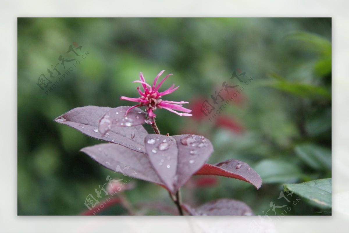 雨后的花朵