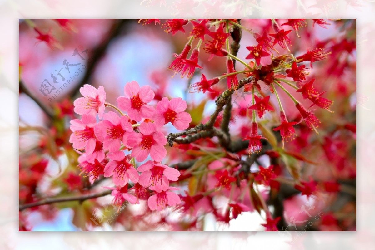 面朝大海春暖花开