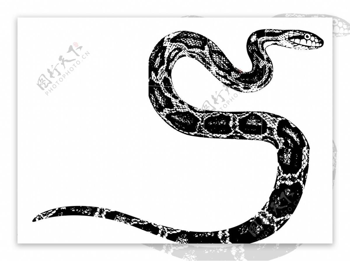 蛇素材图片