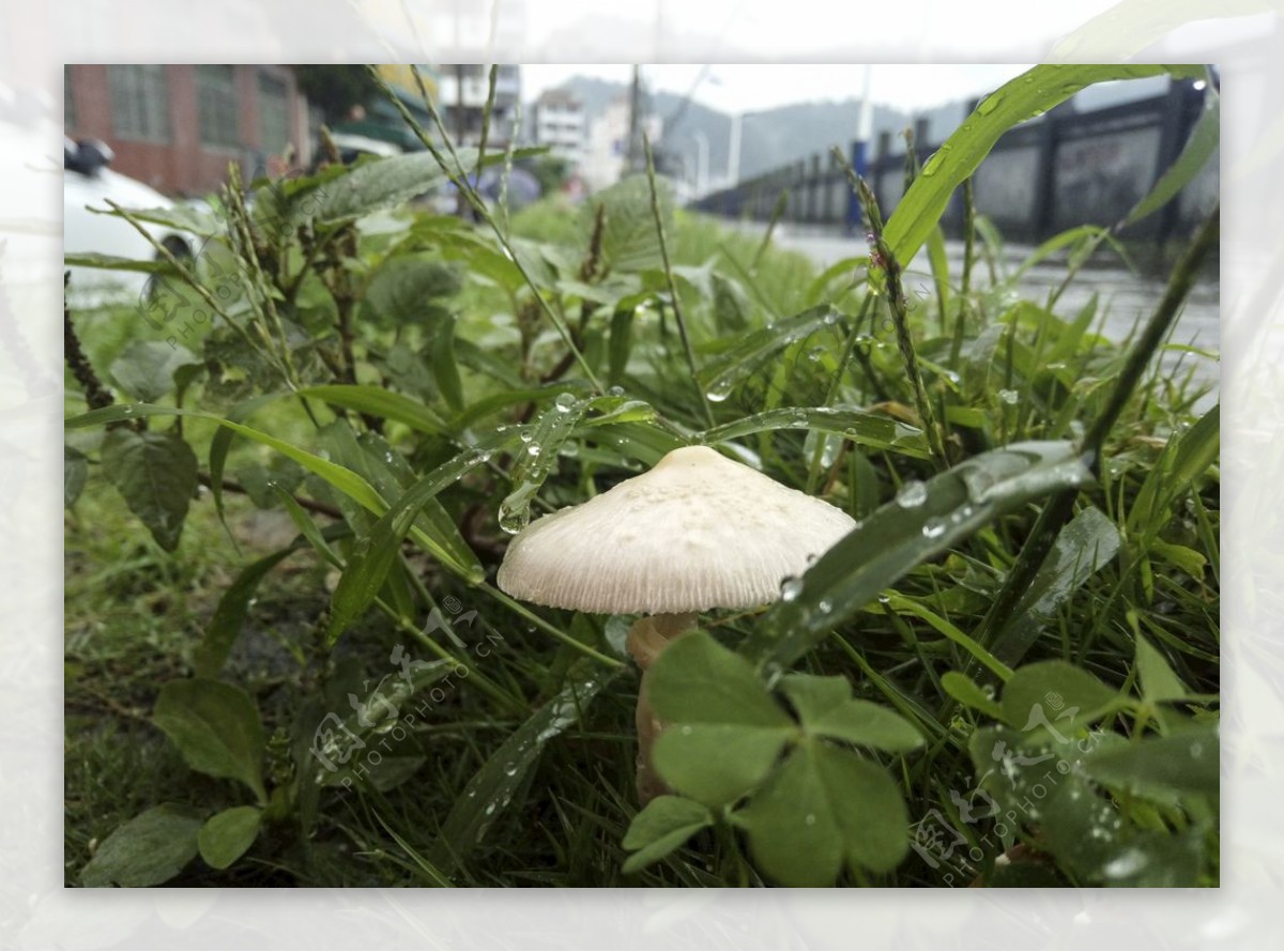 草地大蘑菇