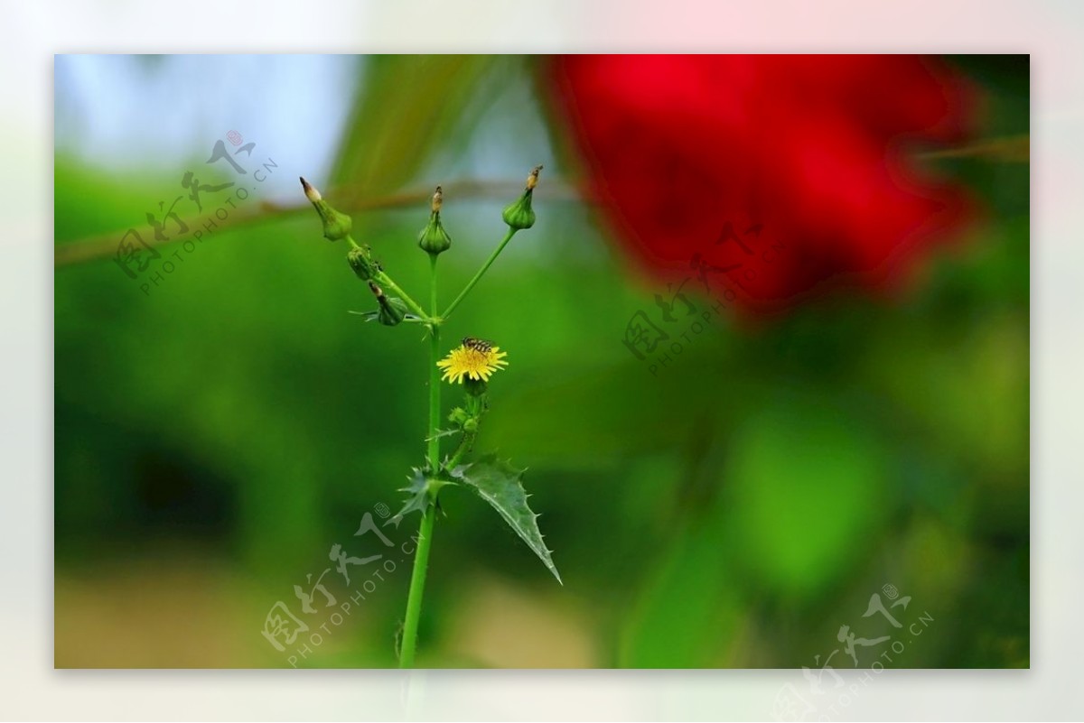 蜂花雪月