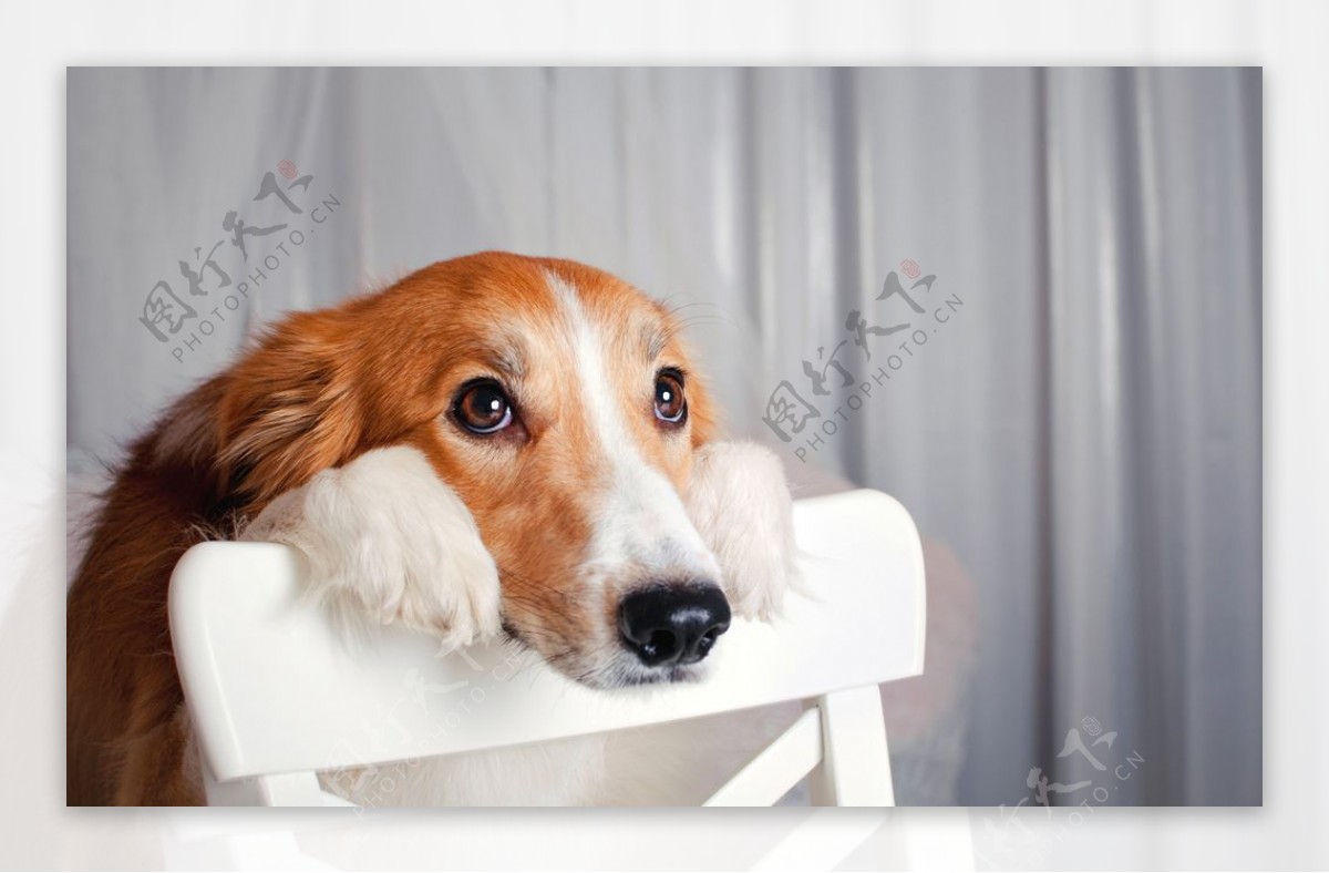黄色狗狗趴在椅背上胆怯的样子