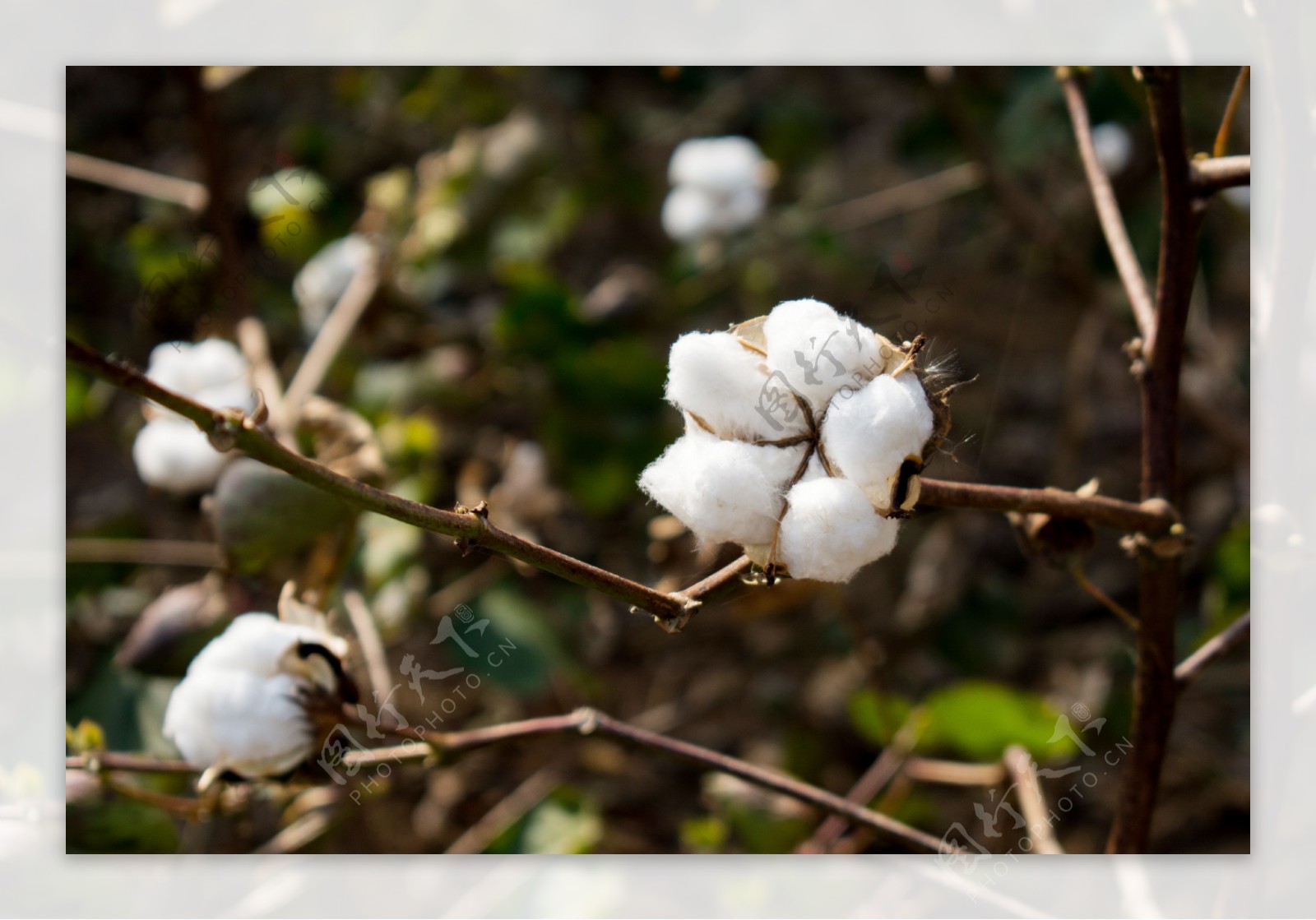 棉花植物摄影图