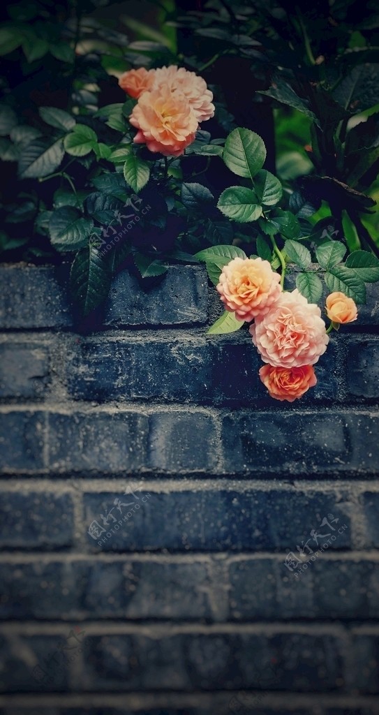 墙边的花