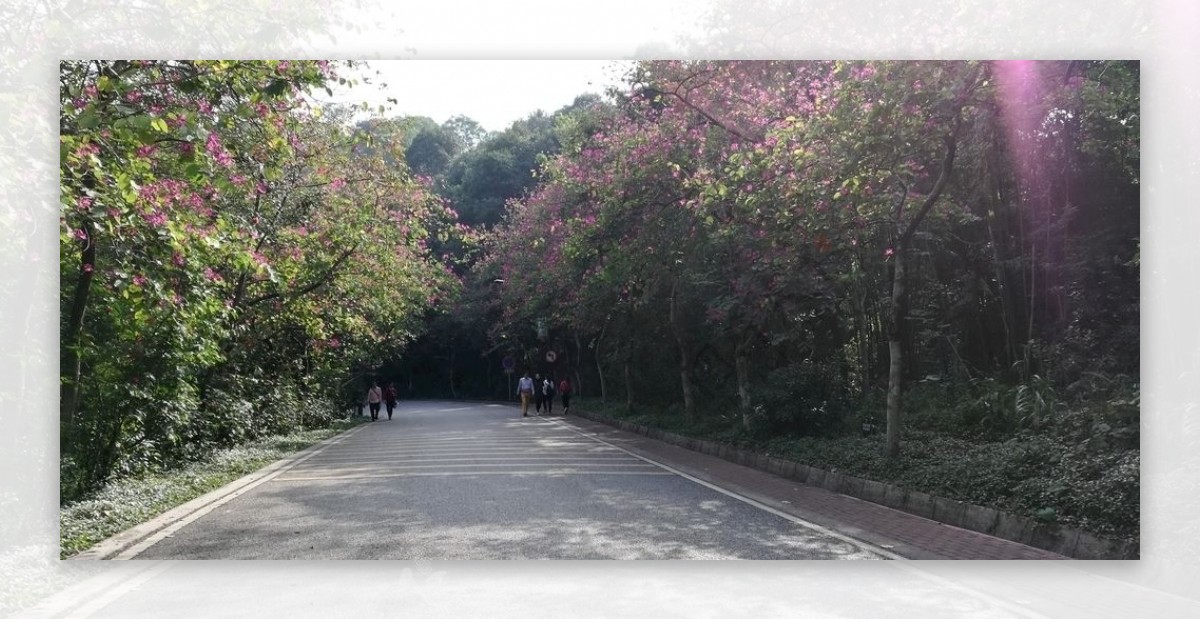 公里两边的紫荆花树林