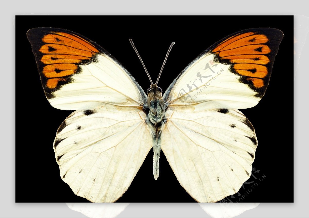 昆虫蝴蝶花纹图案