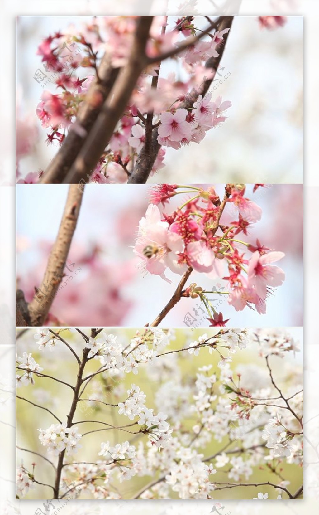春天美丽樱花实拍视频