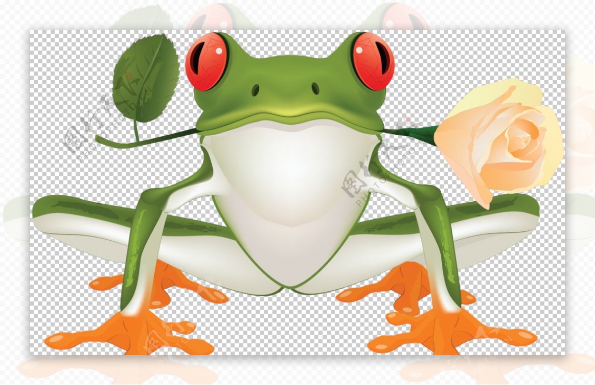 动物蛙类图谱图片
