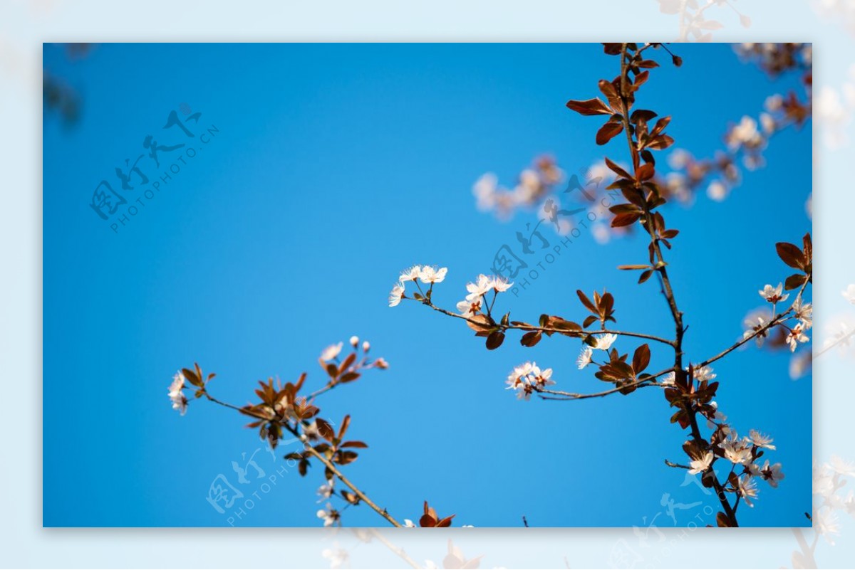 盛开的红叶李花图片