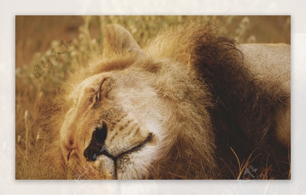 熟睡的狮子图片