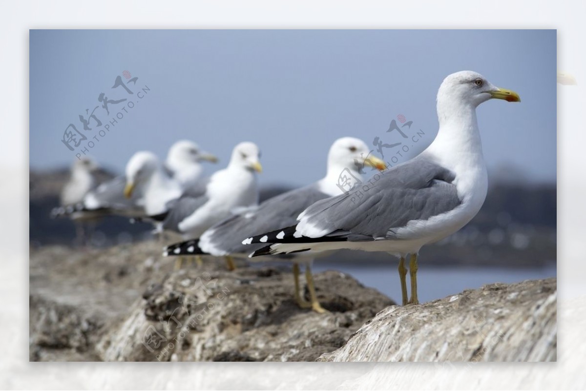 一排海鸥图片