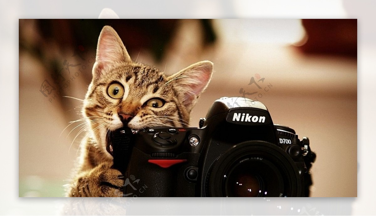 相机小猫图片