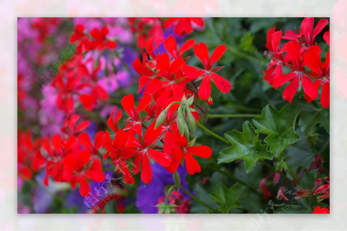红色的天竺葵图片