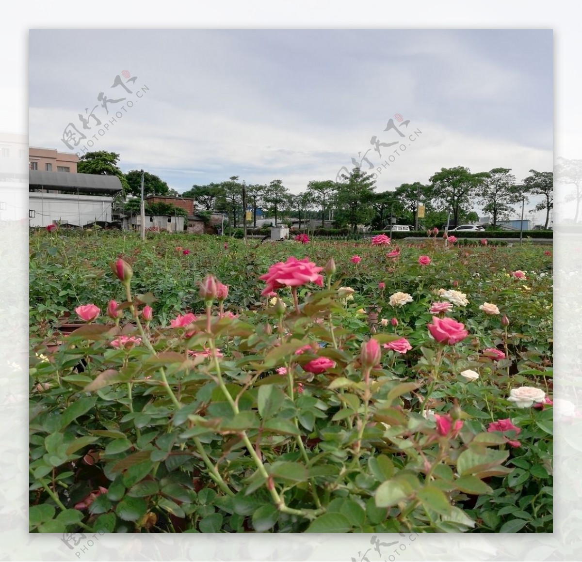 玫瑰花园图片