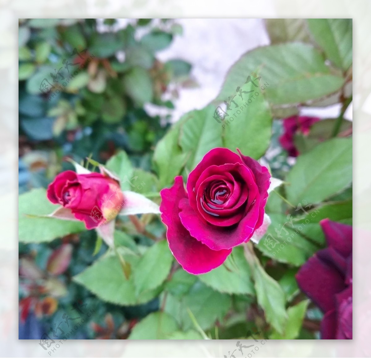玫瑰花花卉图片