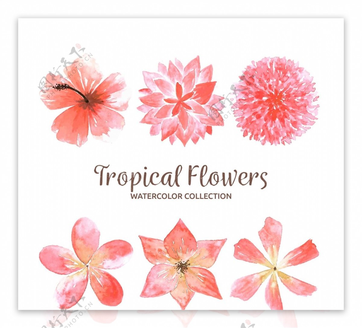 彩绘粉色热带花卉图片