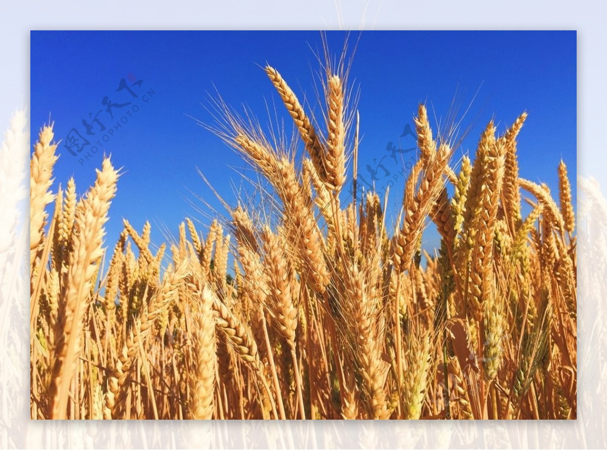 小麦蓝天图片