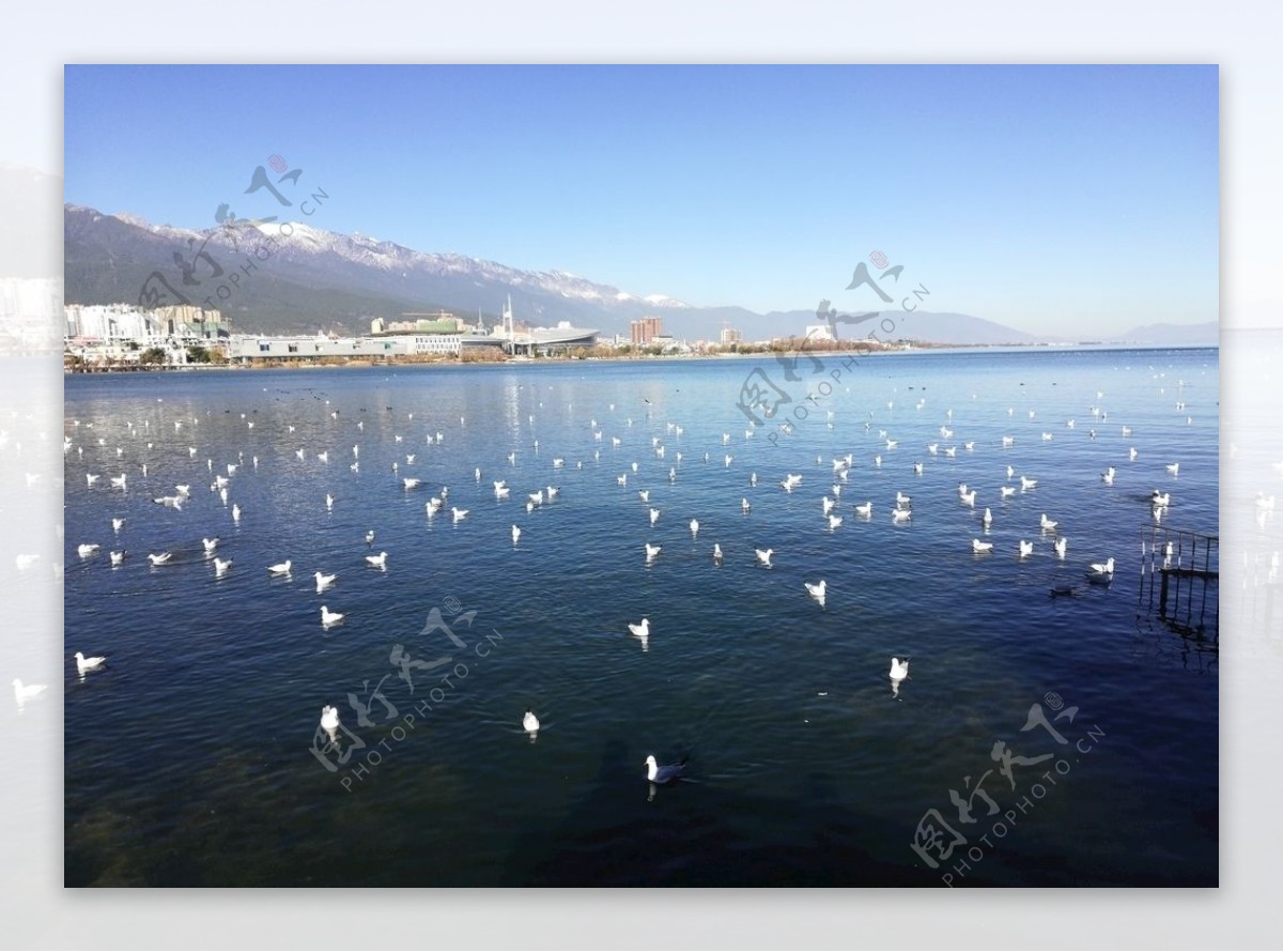 洱海海鸥风景图片