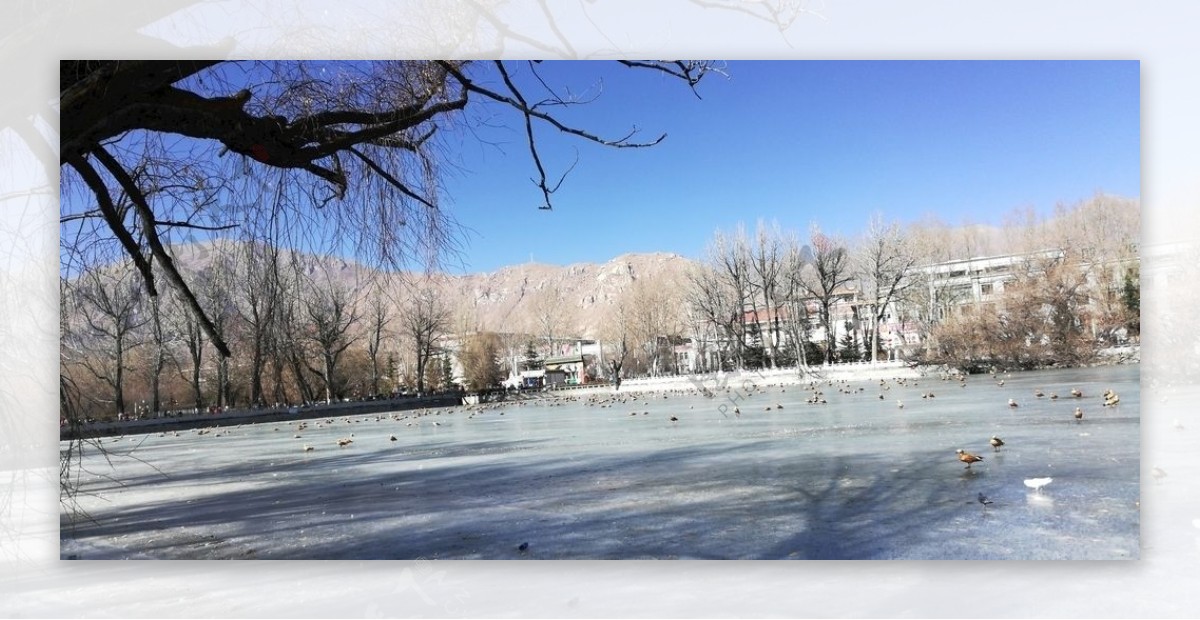 古树湖泊冬天风景图片
