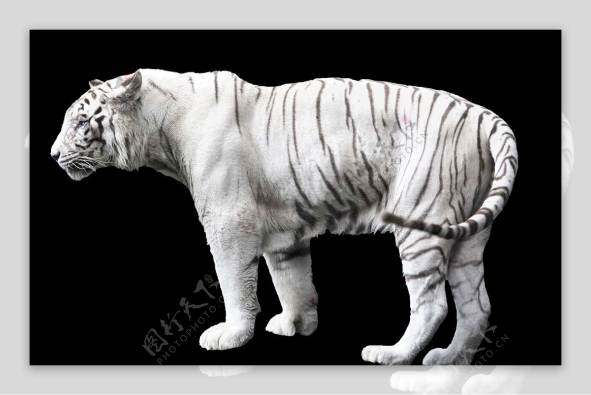 白色老虎图片