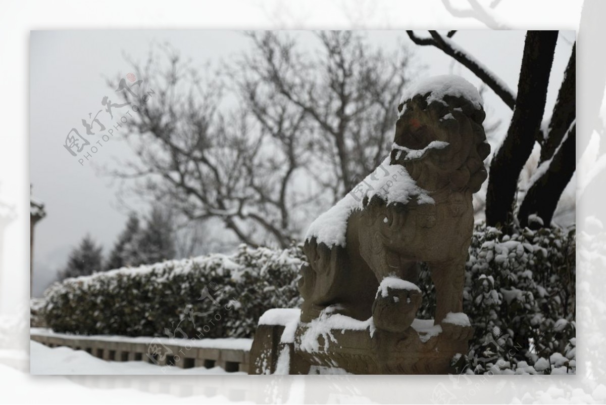 雪中石狮图片