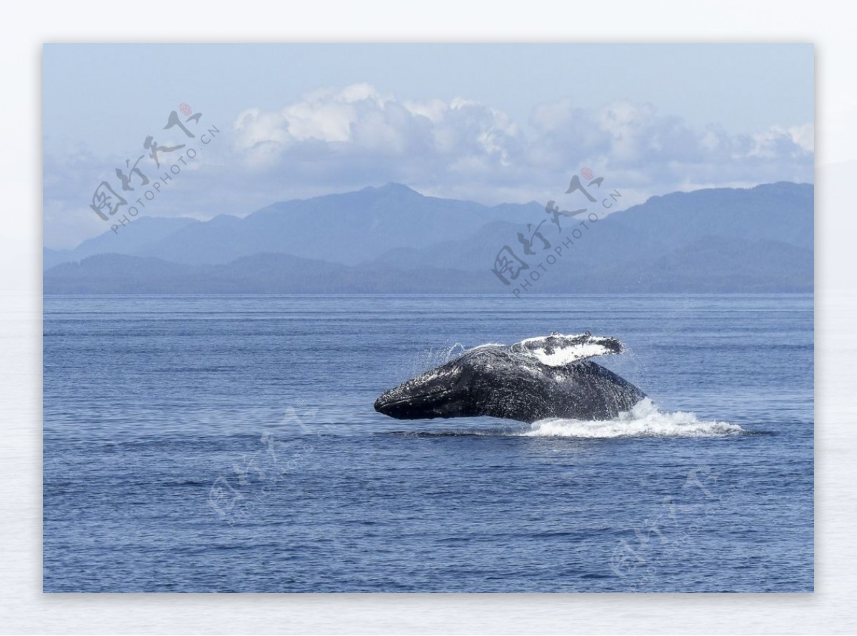 座头鲸图片