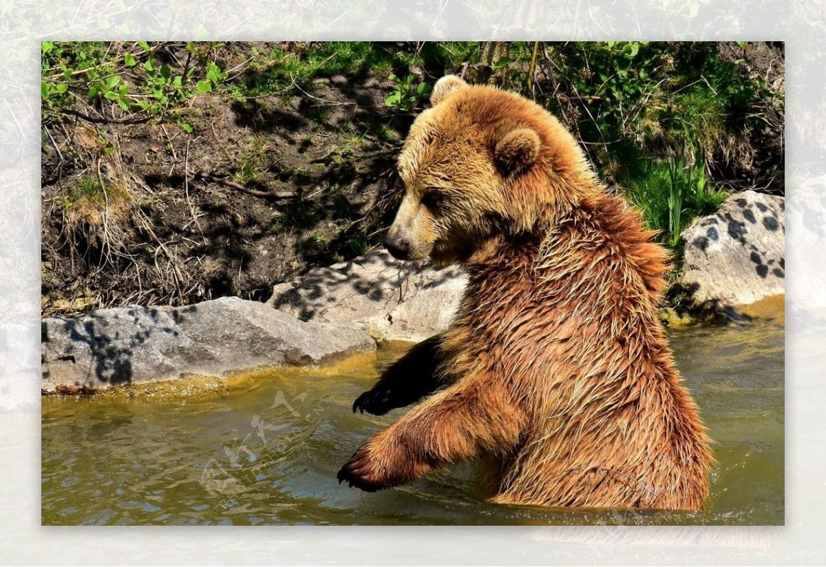棕熊图片