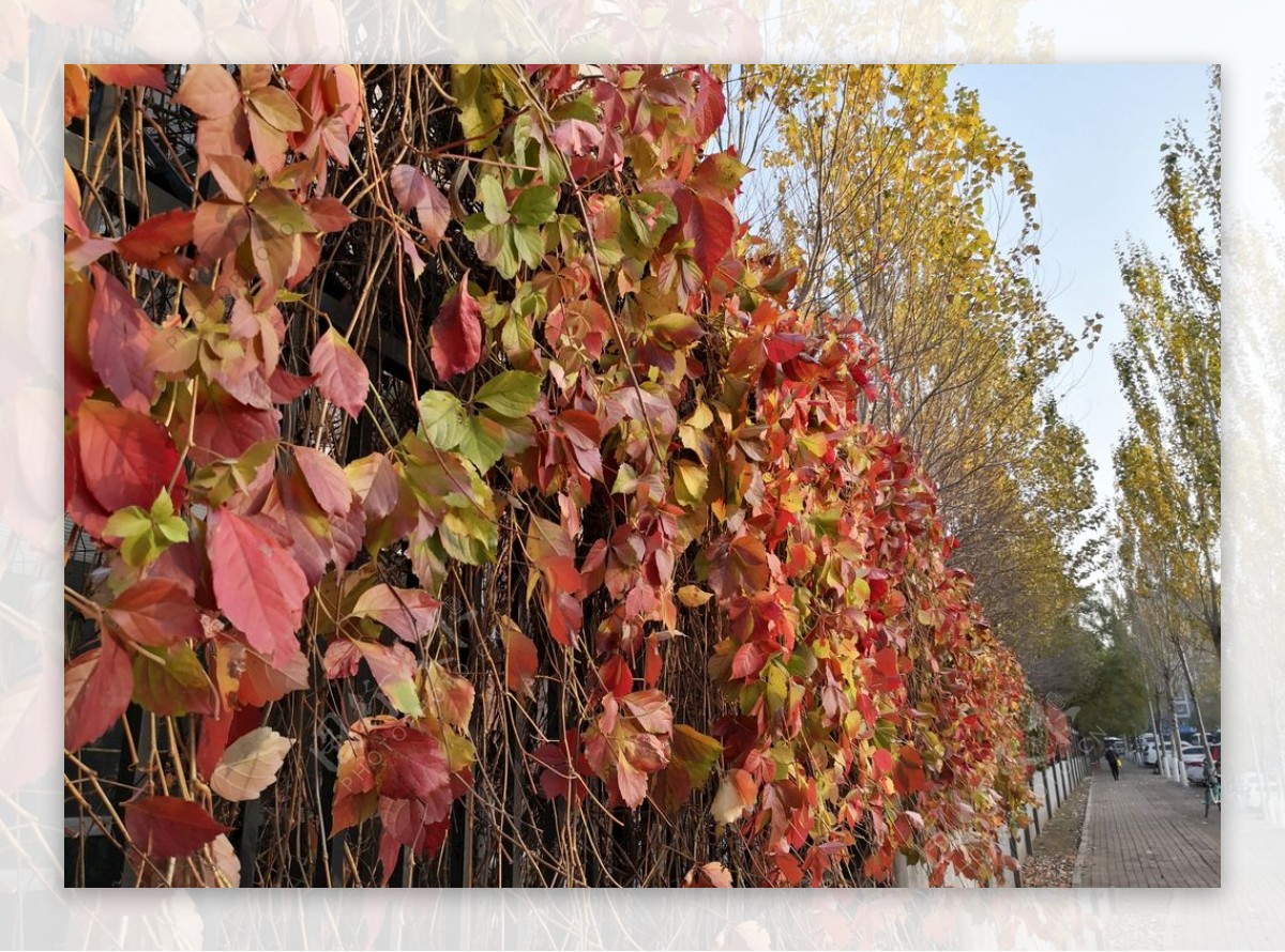 秋天墙上的红色爬山虎叶子图片